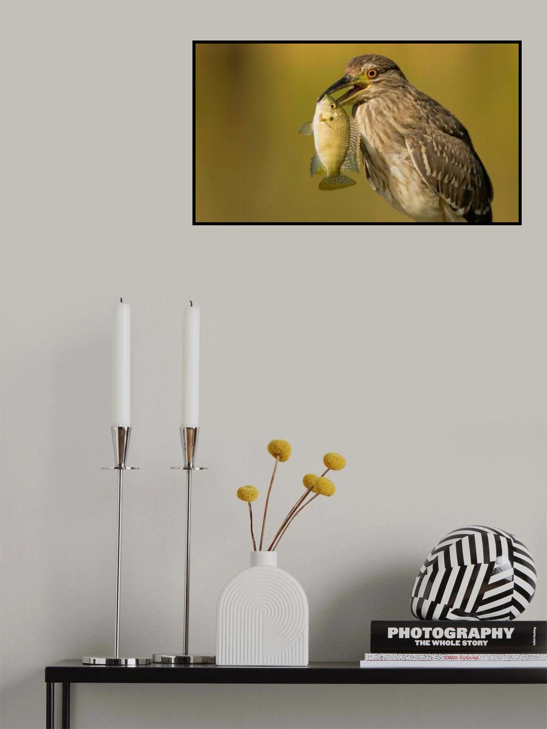Night heron Poster och Canvastavla