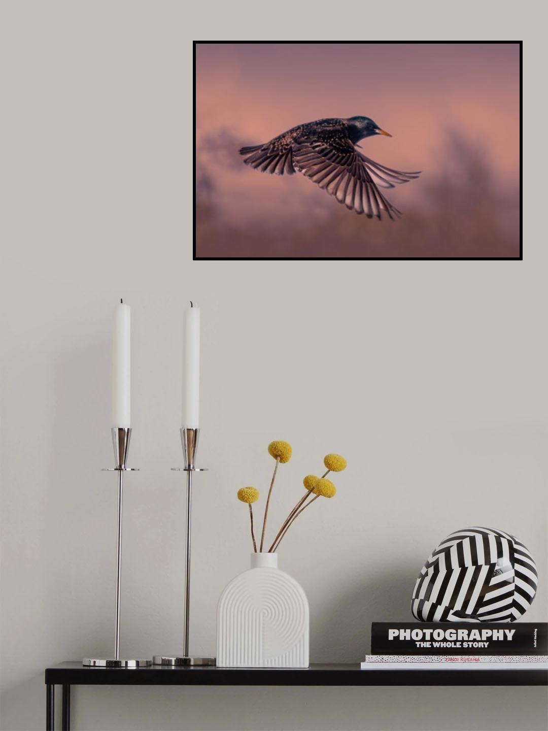Starling at sunset Poster och Canvastavla