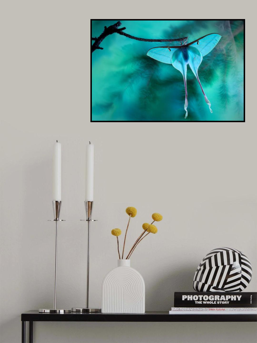 Chinese moon moth Poster och Canvastavla