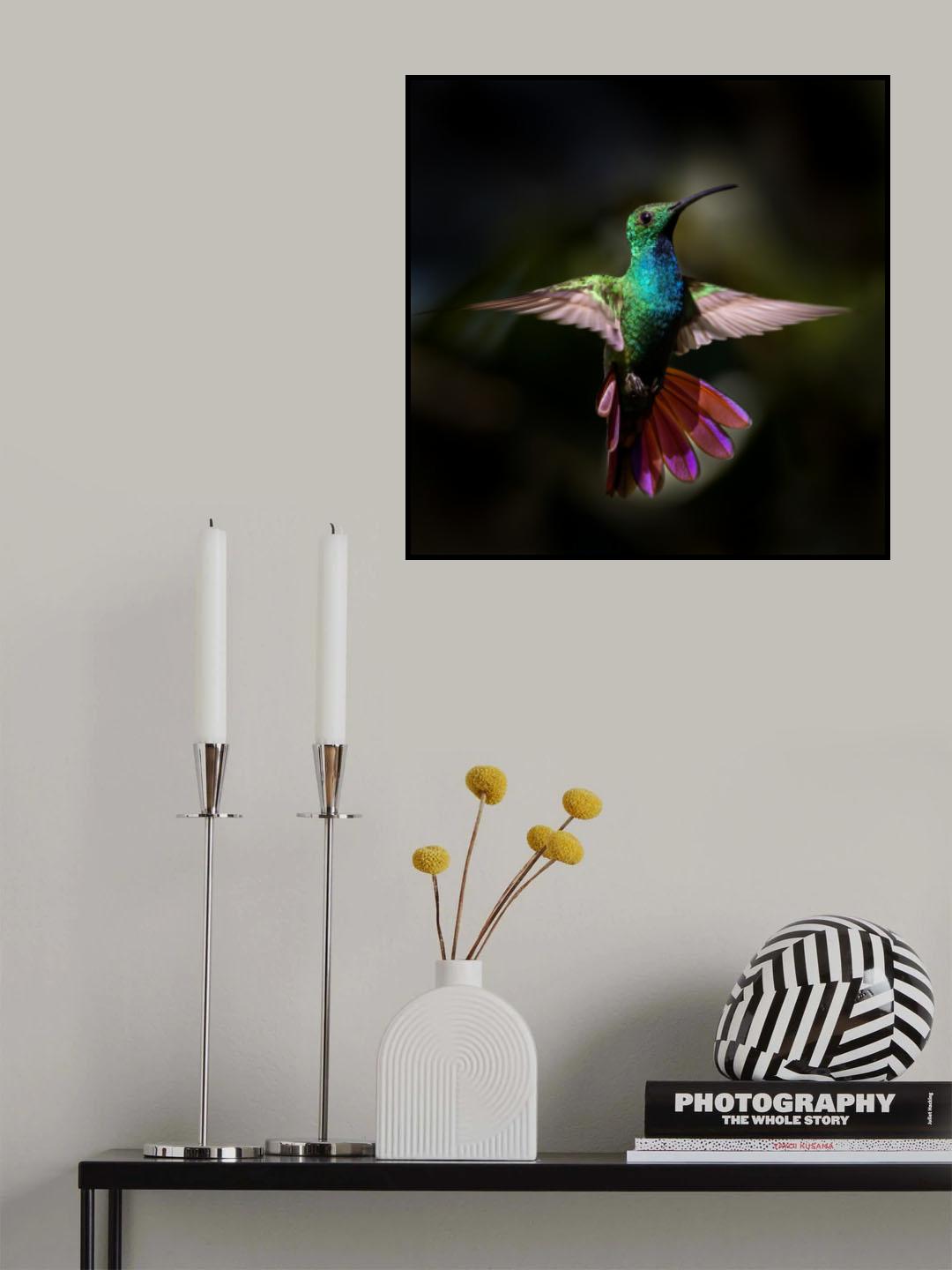 Green-breasted Mango Poster och Canvastavla