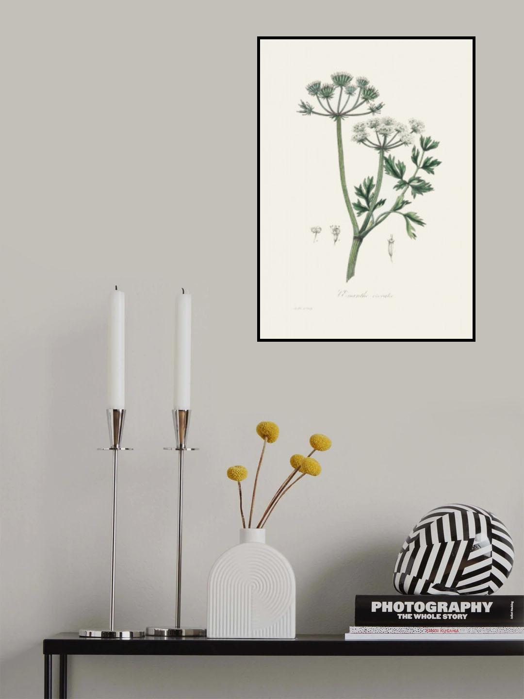 Water Dropwort (onanthe Grocata) Medical Botany Poster och Canvastavla