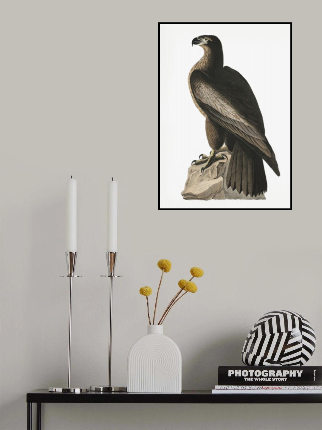 Great American Sea Eagle From Birds of America (1827) Poster och Canvastavla