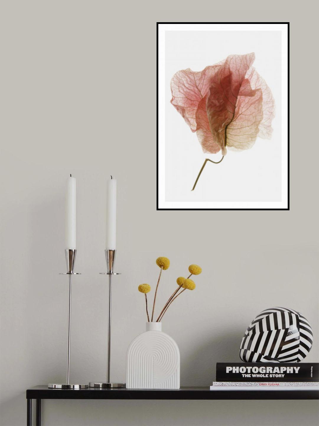 Bougainvillea Study No4 Poster och Canvastavla