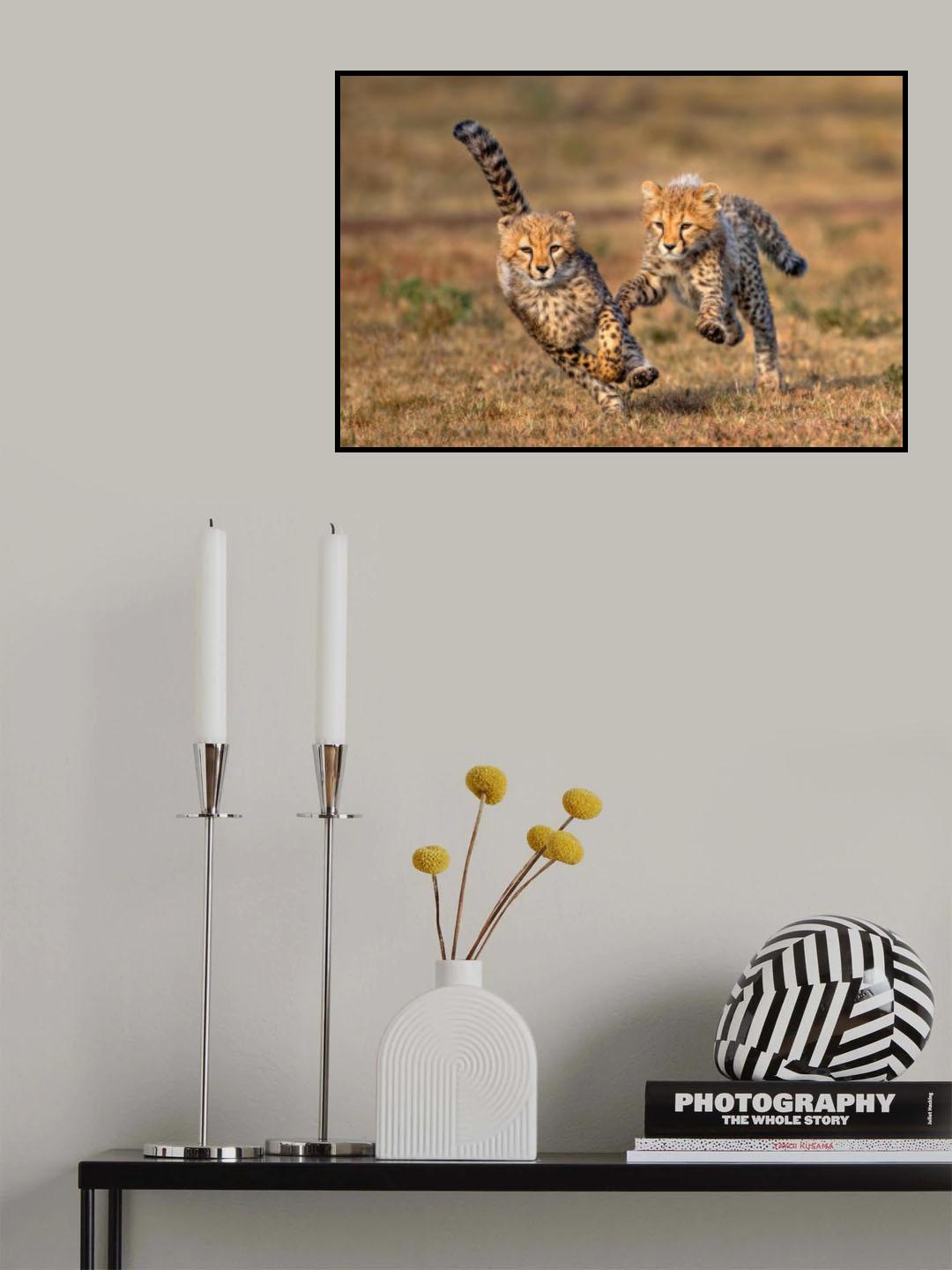 Chetaath cubs playing Poster och Canvastavla
