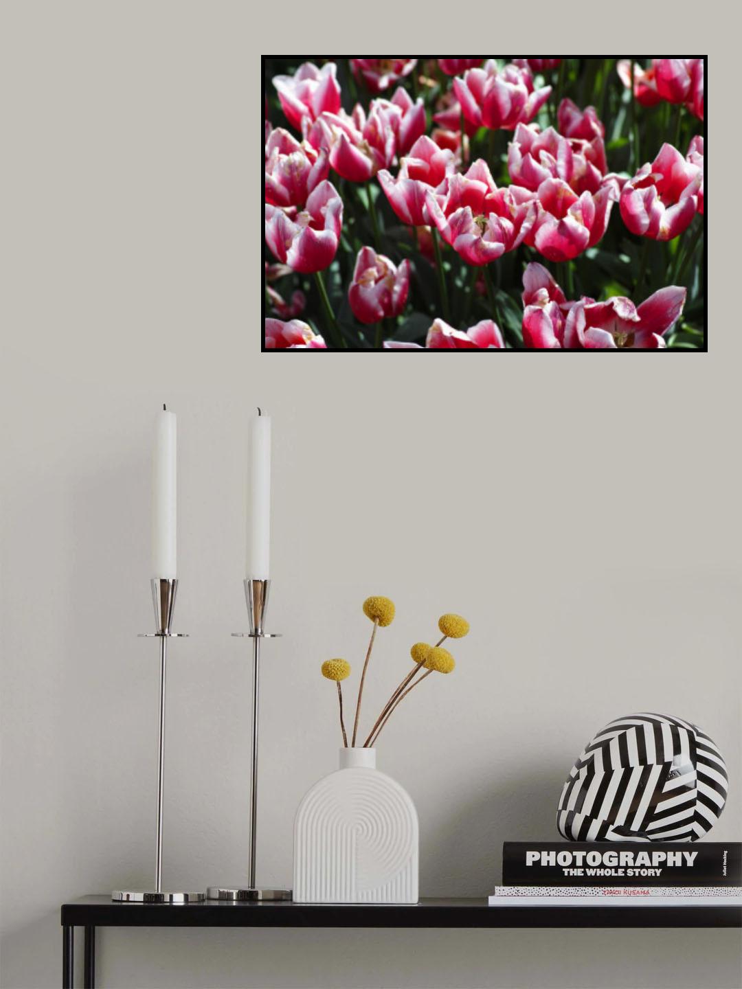 colorful tulips Poster och Canvastavla
