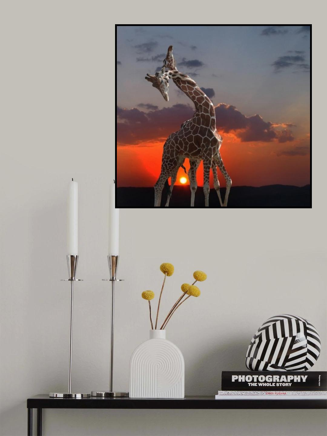 girafes at sunset Poster och Canvastavla