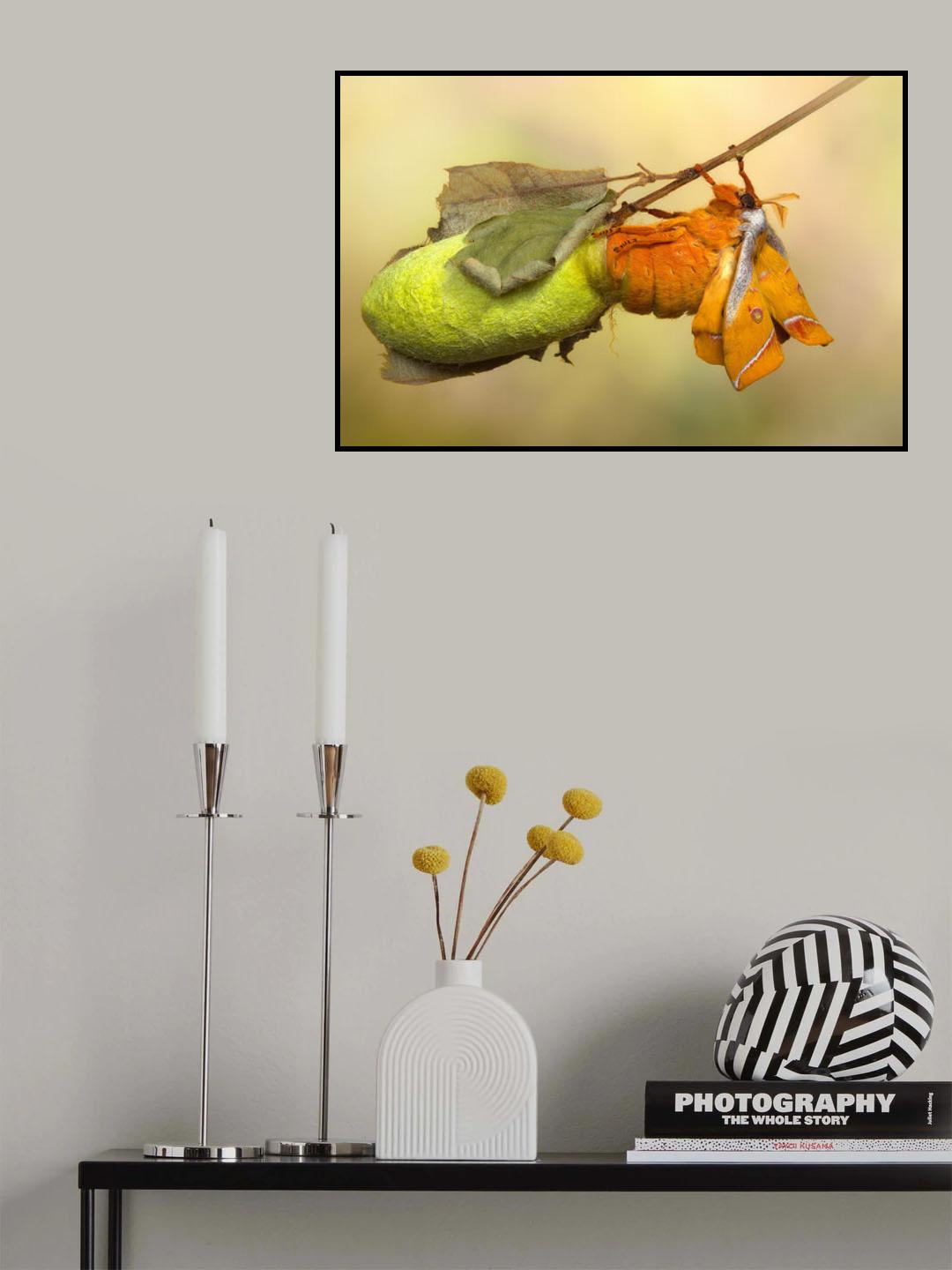 Almost free Poster och Canvastavla