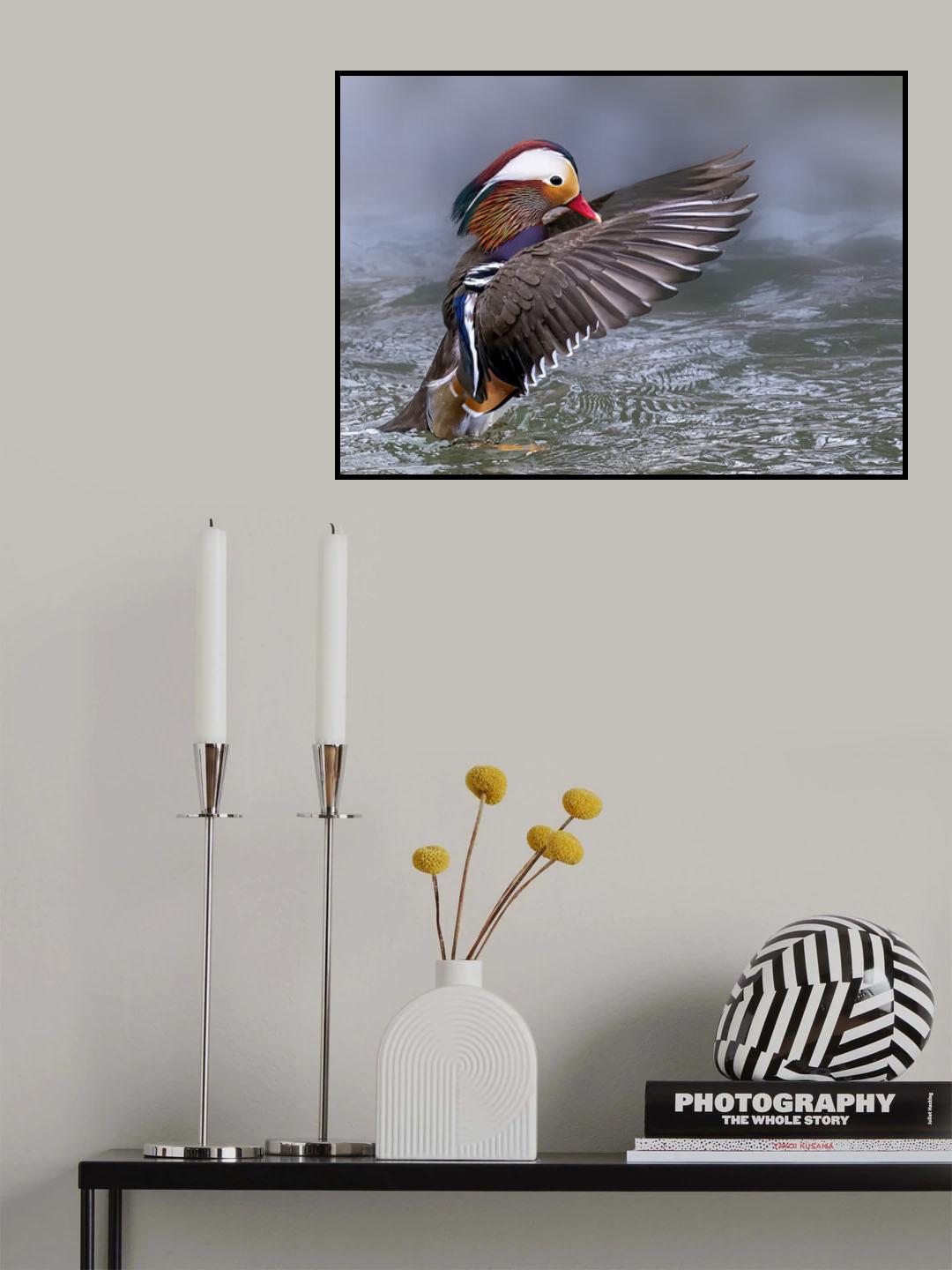 Mandarin Duck Poster och Canvastavla
