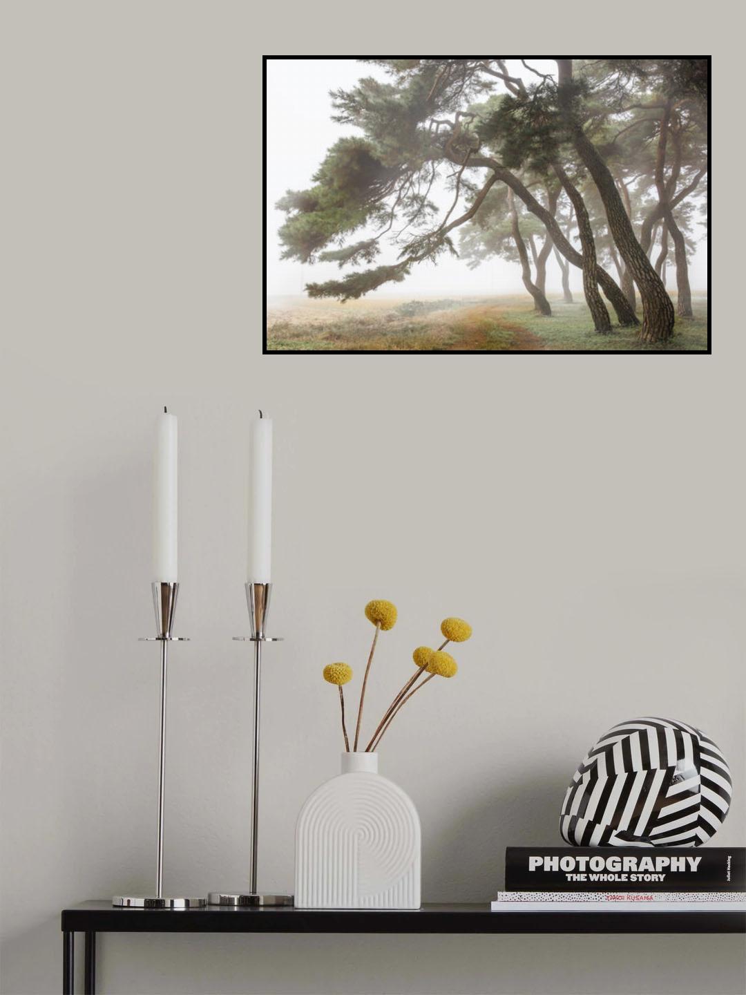Pine Grove in Fog-2 Poster och Canvastavla