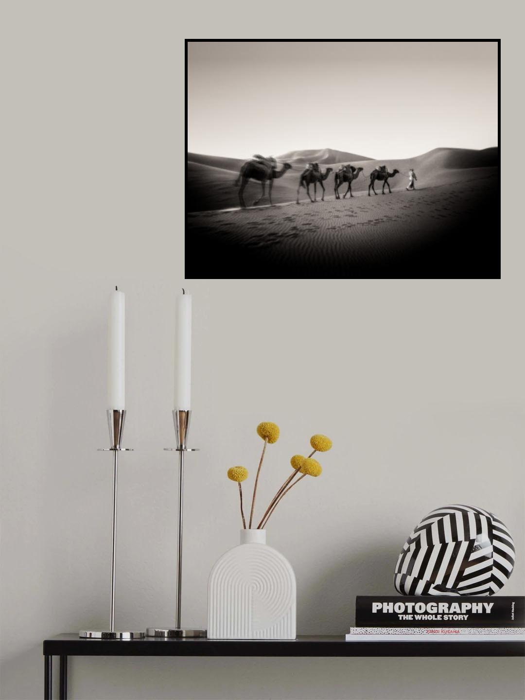 Four Camels Poster och Canvastavla