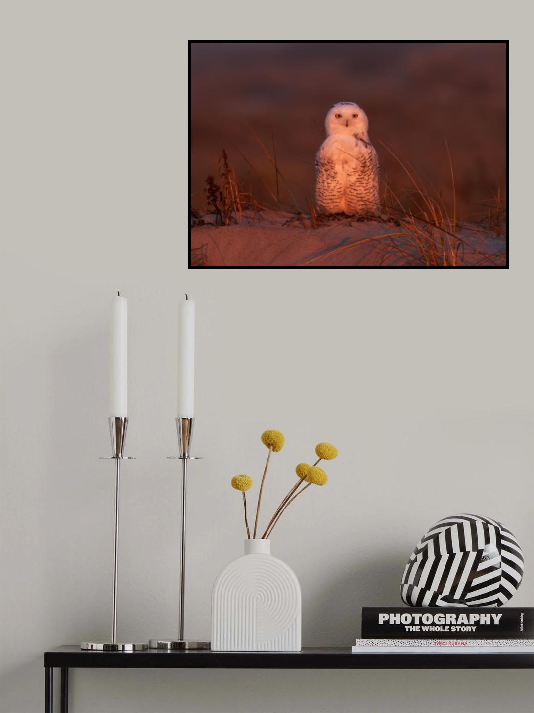 Snowy owl at sunset Poster och Canvastavla