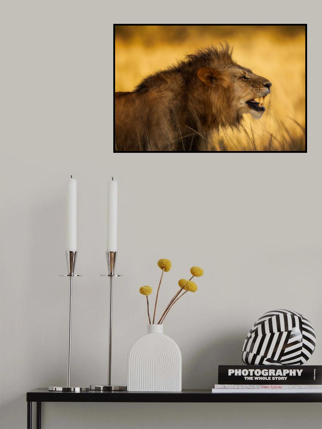The angry Lion Poster och Canvastavla