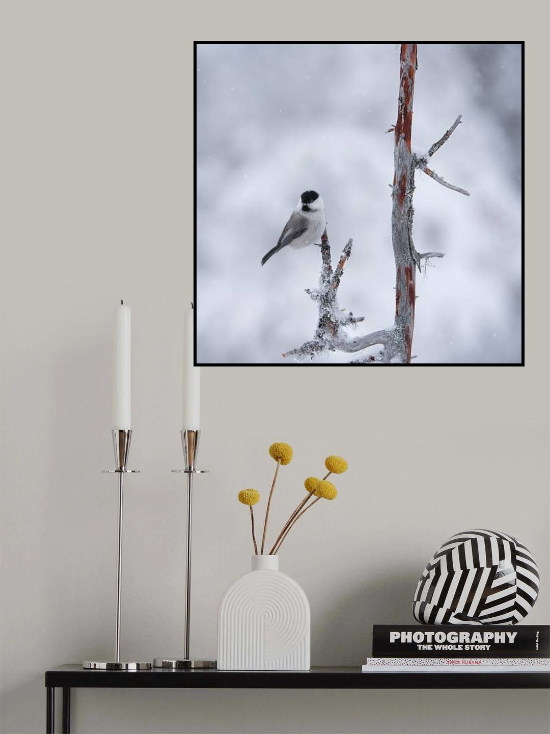 Willow tit Poster och Canvastavla
