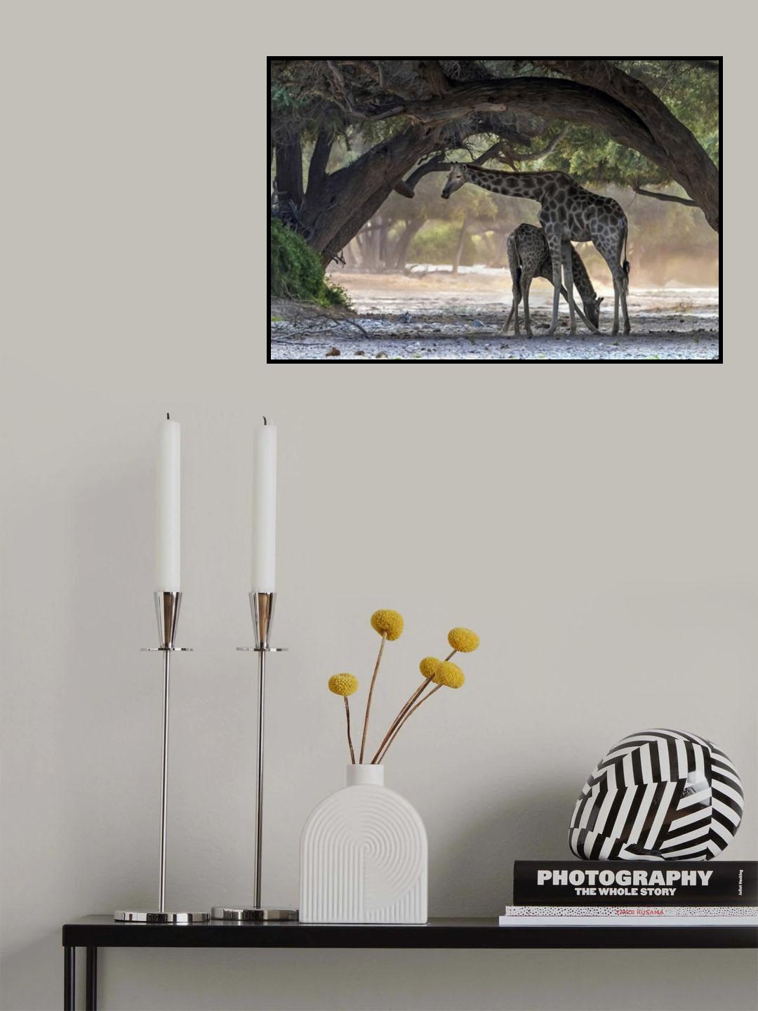 Giraffe Poster och Canvastavla