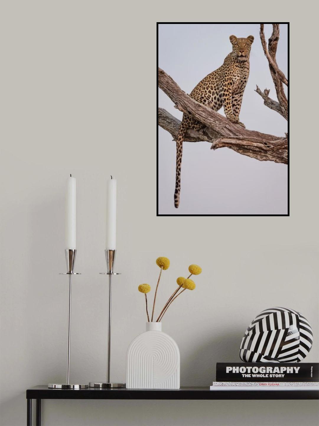 Leopard Portrait Poster och Canvastavla