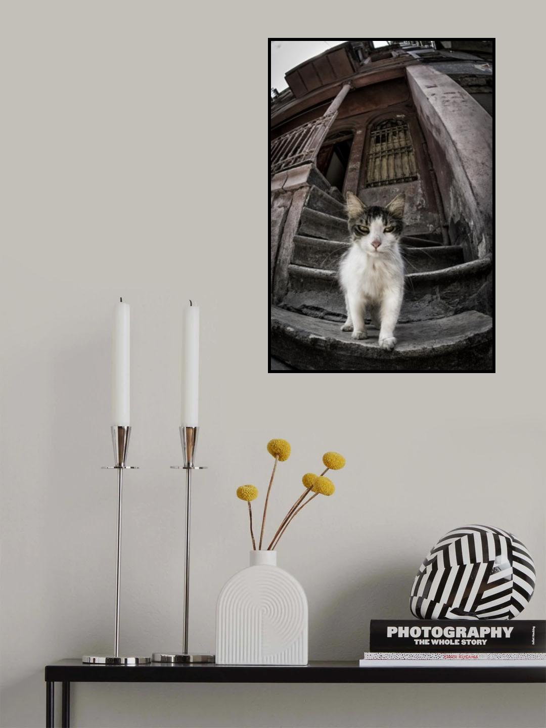 Are you looking Someone? Poster och Canvastavla