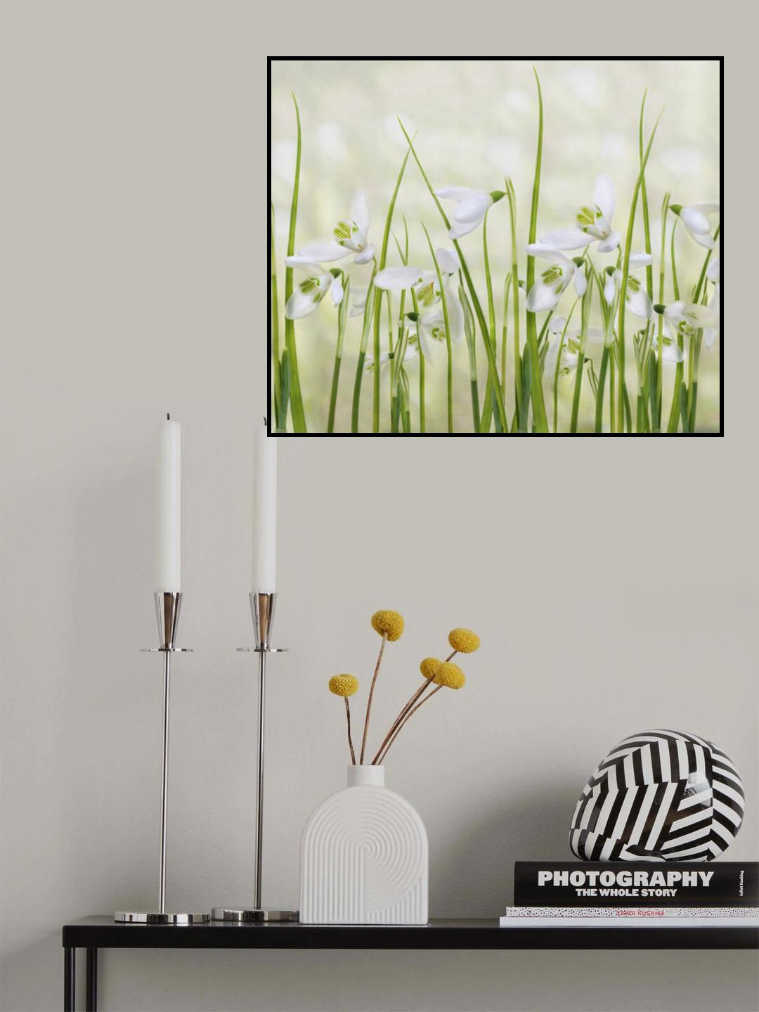 Meadow of Snowdrops Poster och Canvastavla