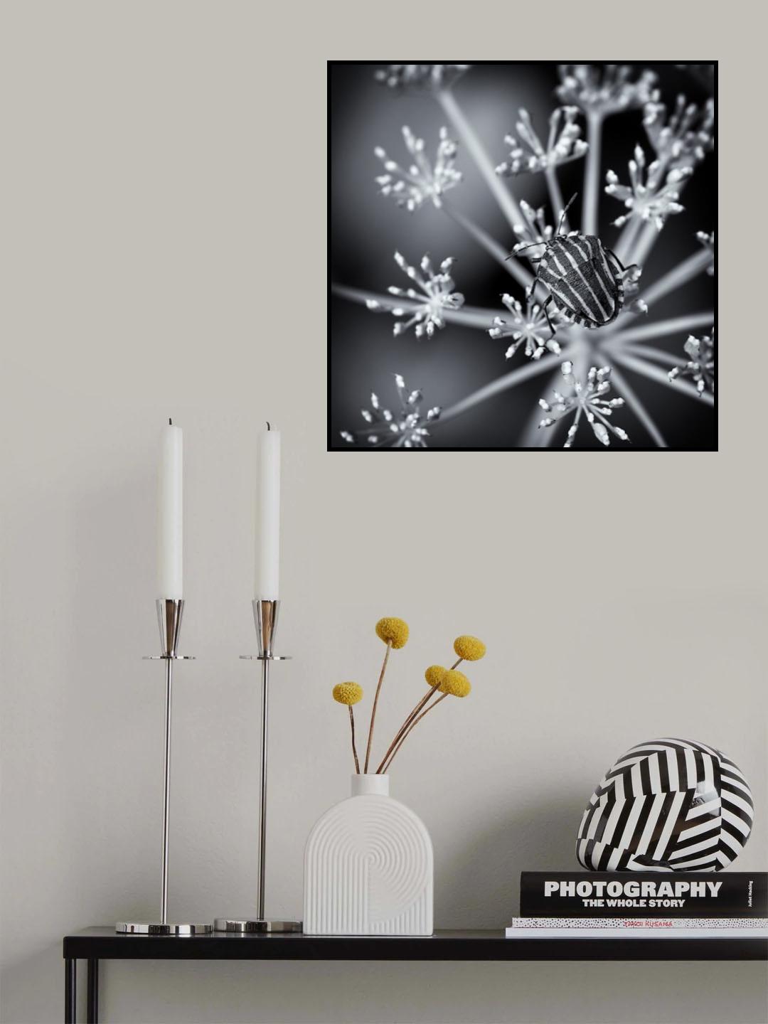 stars&stripes Poster och Canvastavla