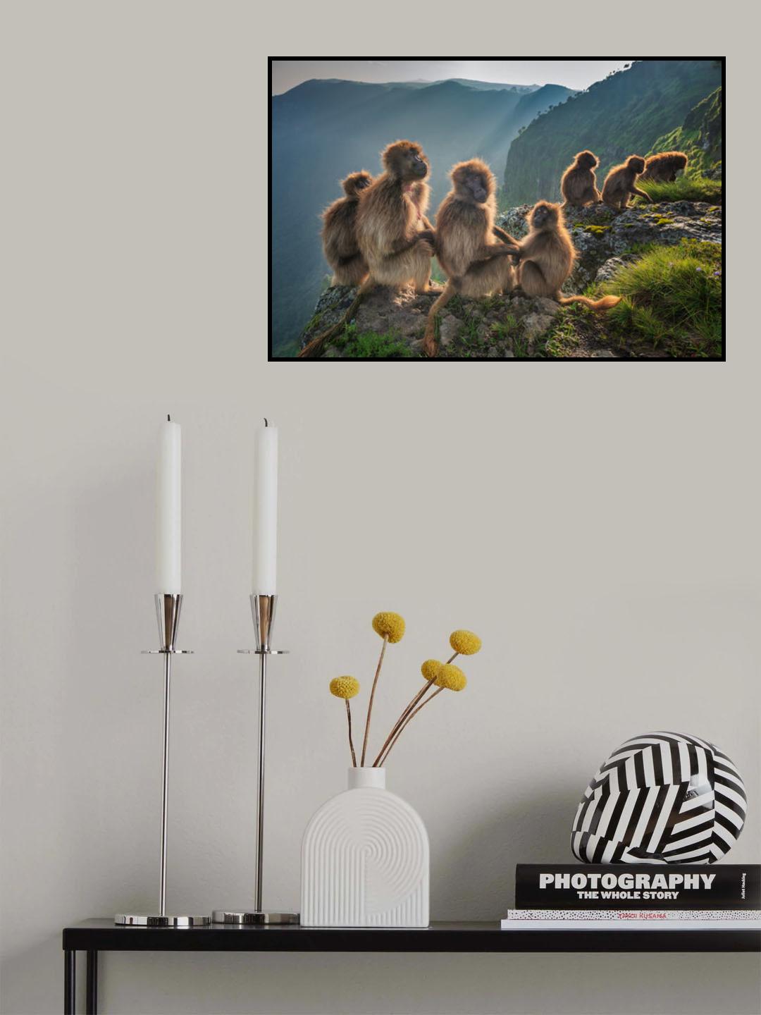 Geladas on the edge Poster och Canvastavla