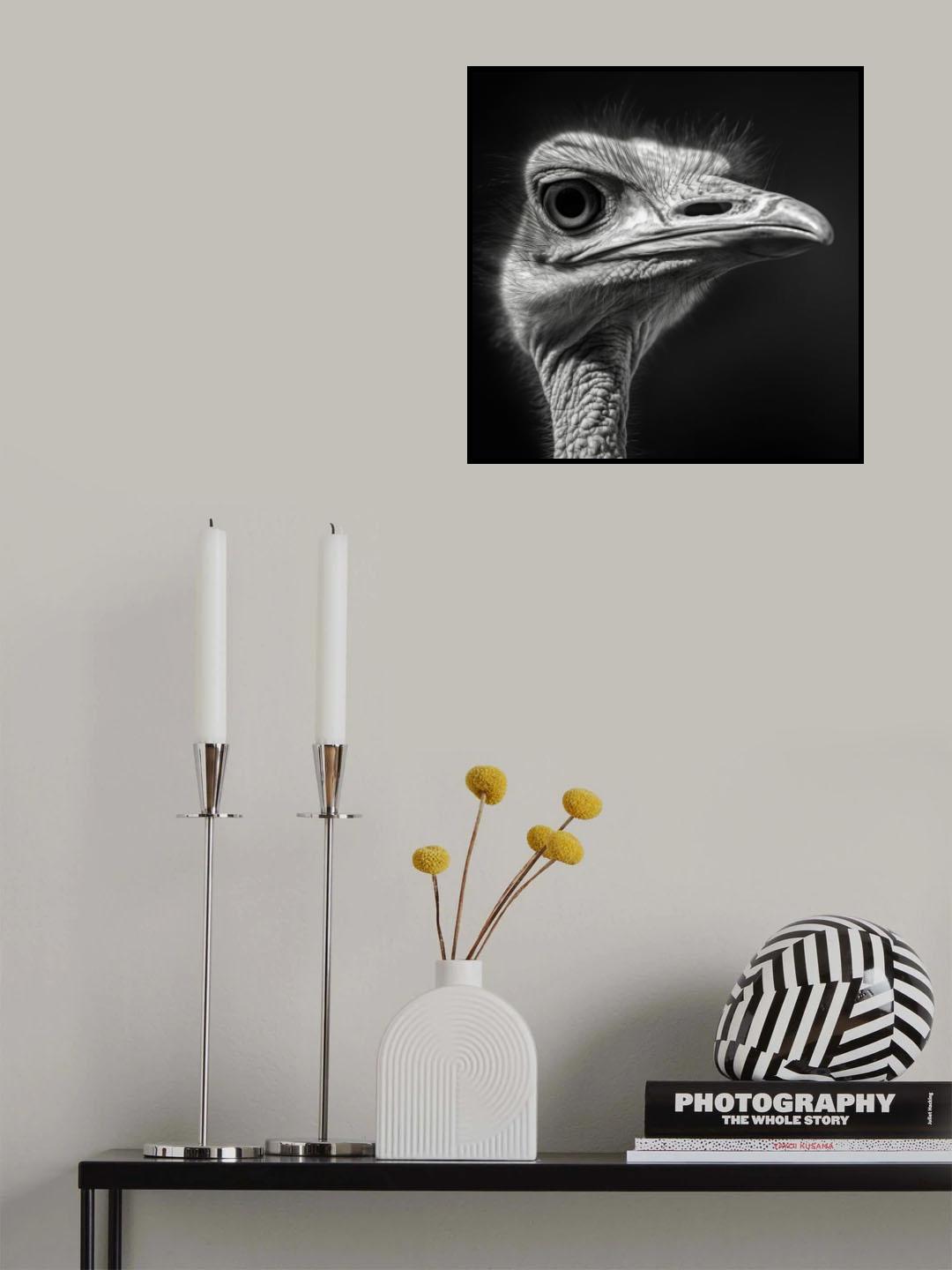 Ostrich 1 Poster och Canvastavla