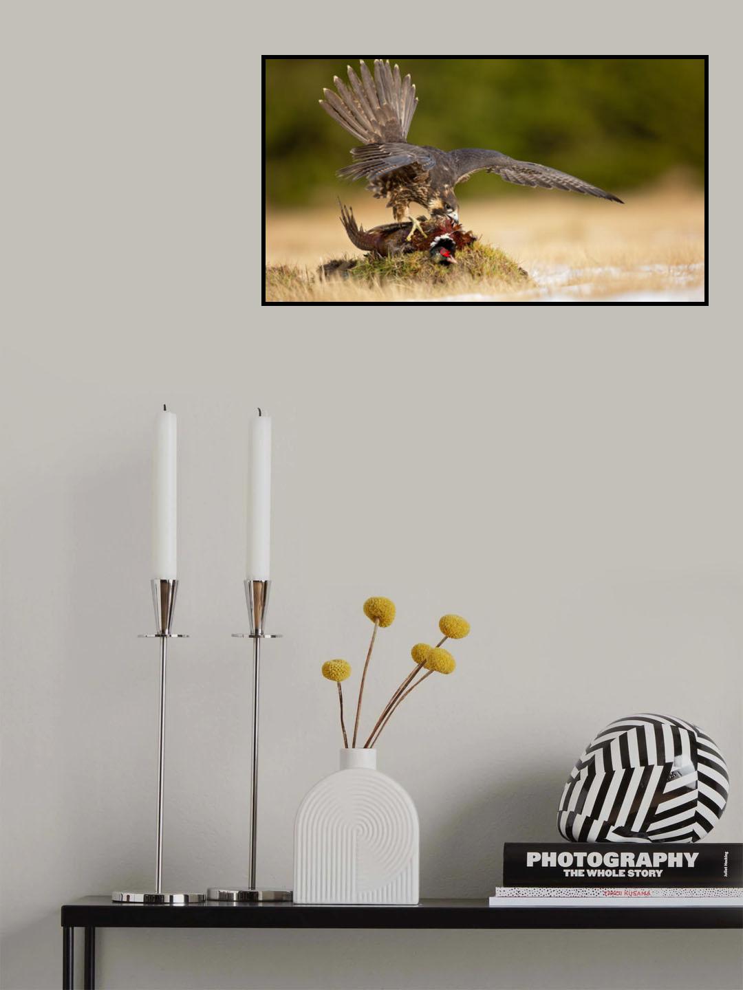 Peragrine falcon Poster och Canvastavla