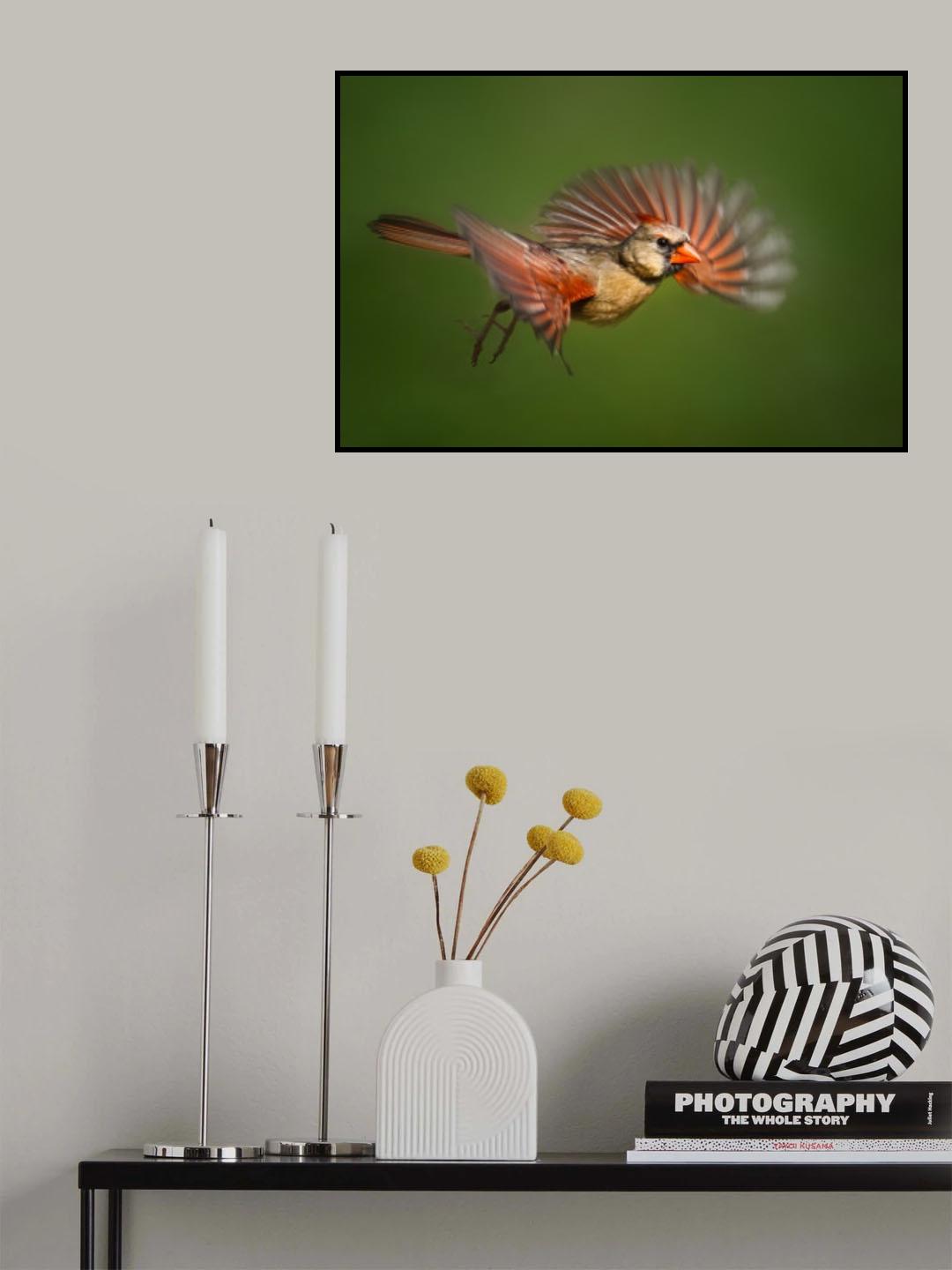 Cardinal in Flight Poster och Canvastavla