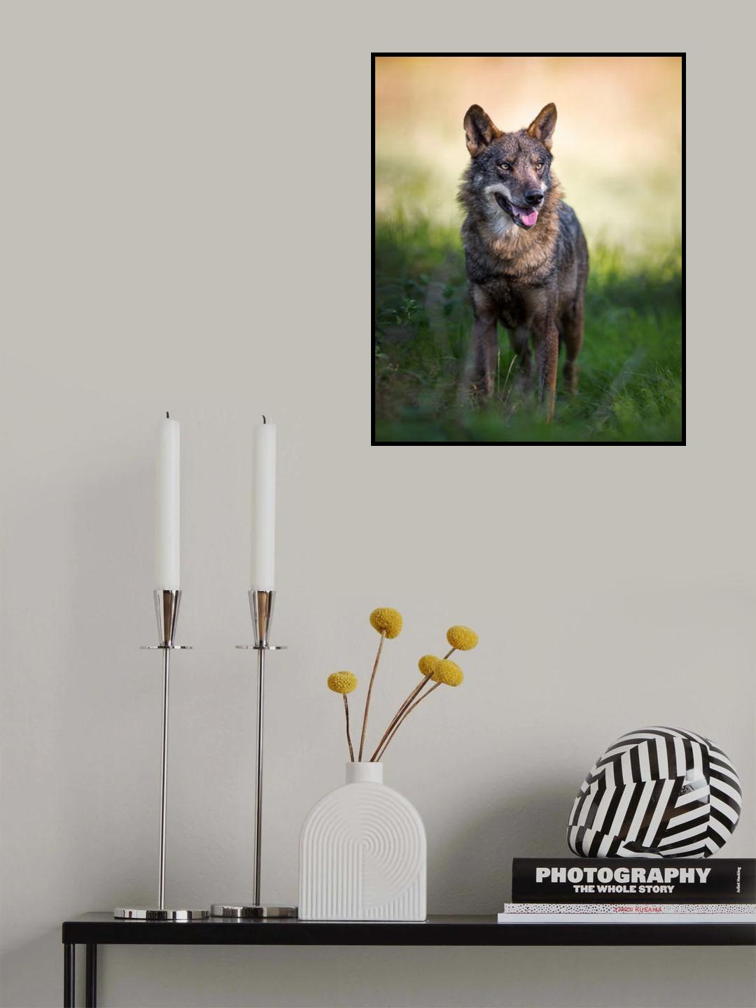Canis Lupus Signatus Poster och Canvastavla