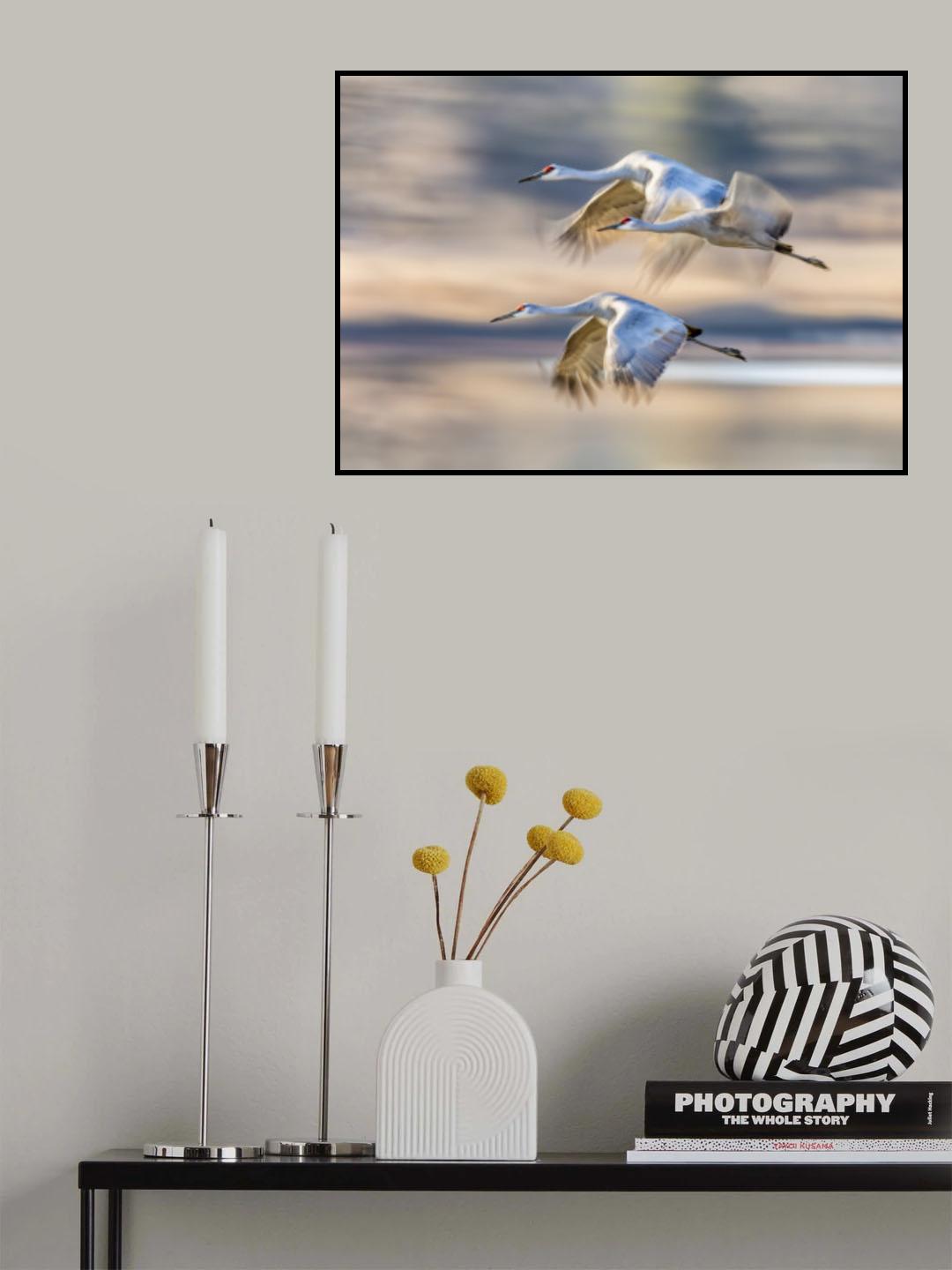 Sandhill Cranes in Flight Poster och Canvastavla