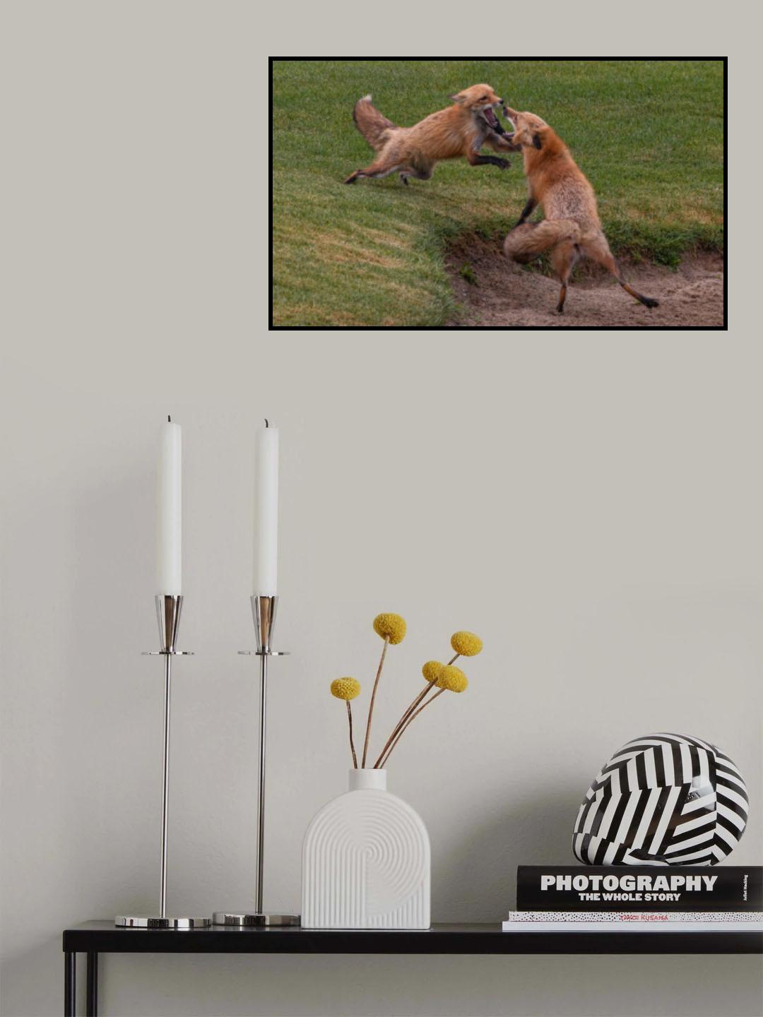 Red fox Poster och Canvastavla