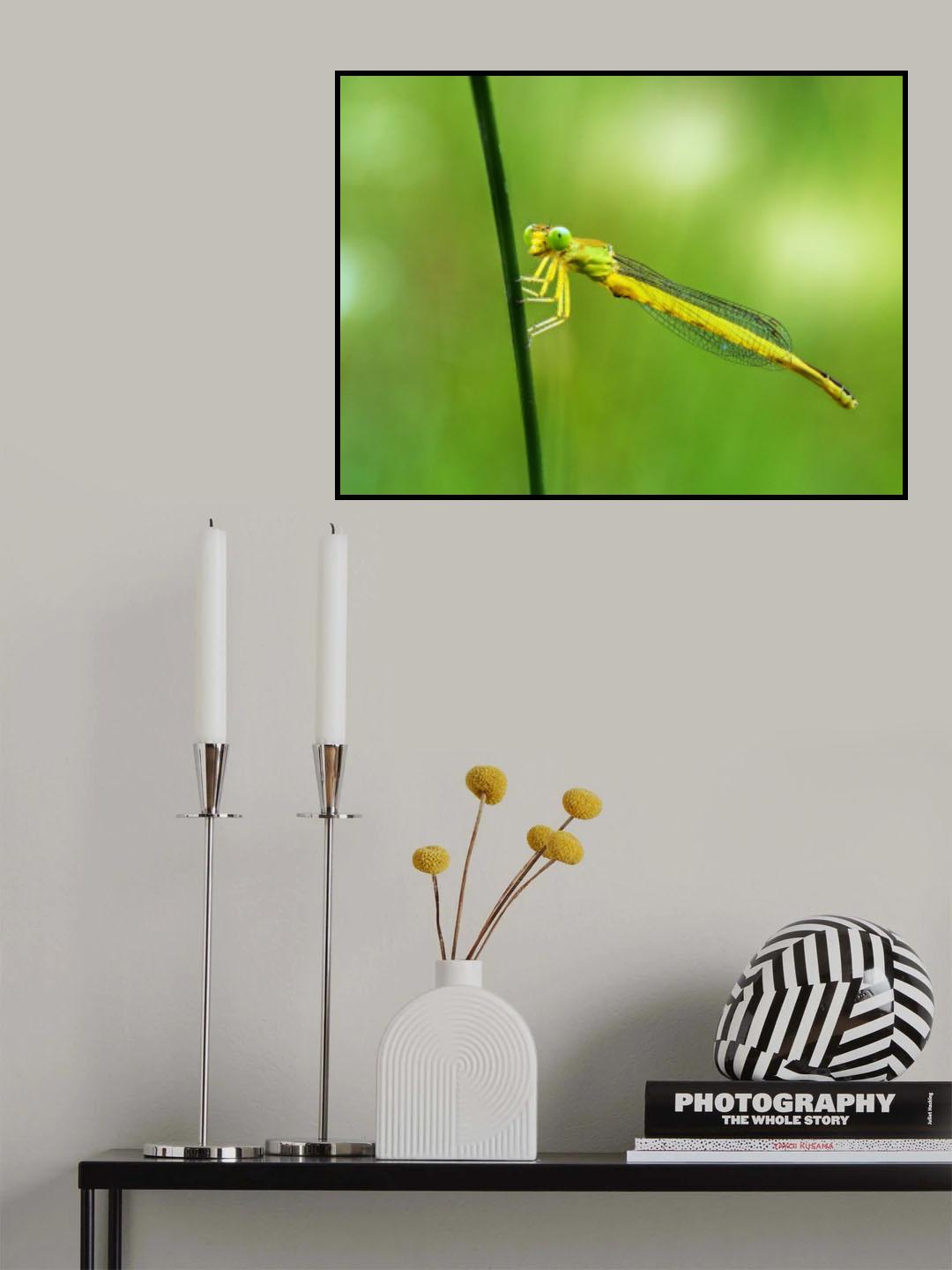 Ceriagrion melanurum Poster och Canvastavla