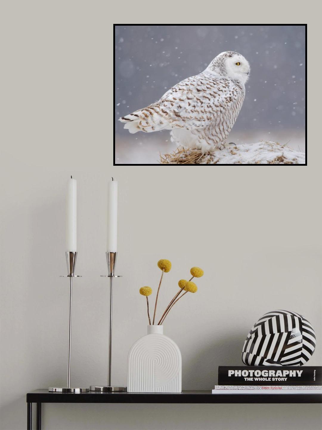 A Side Portrait of Snowy Owl Poster och Canvastavla