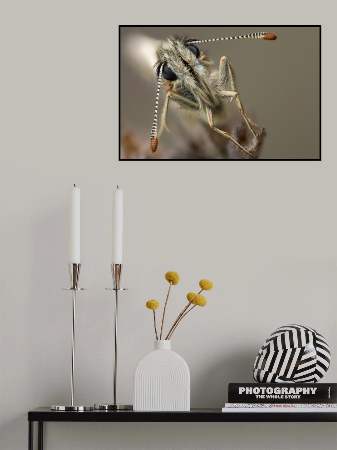 Pyrgus Alveus Poster och Canvastavla