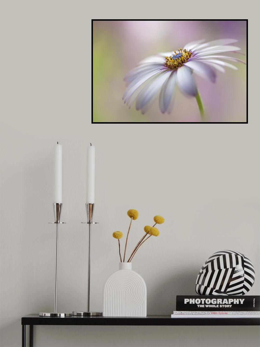 Cape Daisy Poster och Canvastavla