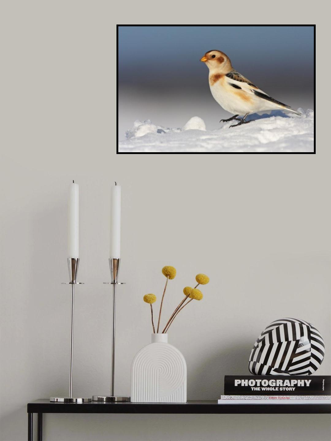 Snow Bunting (Plectrophenax nivalis) Poster och Canvastavla