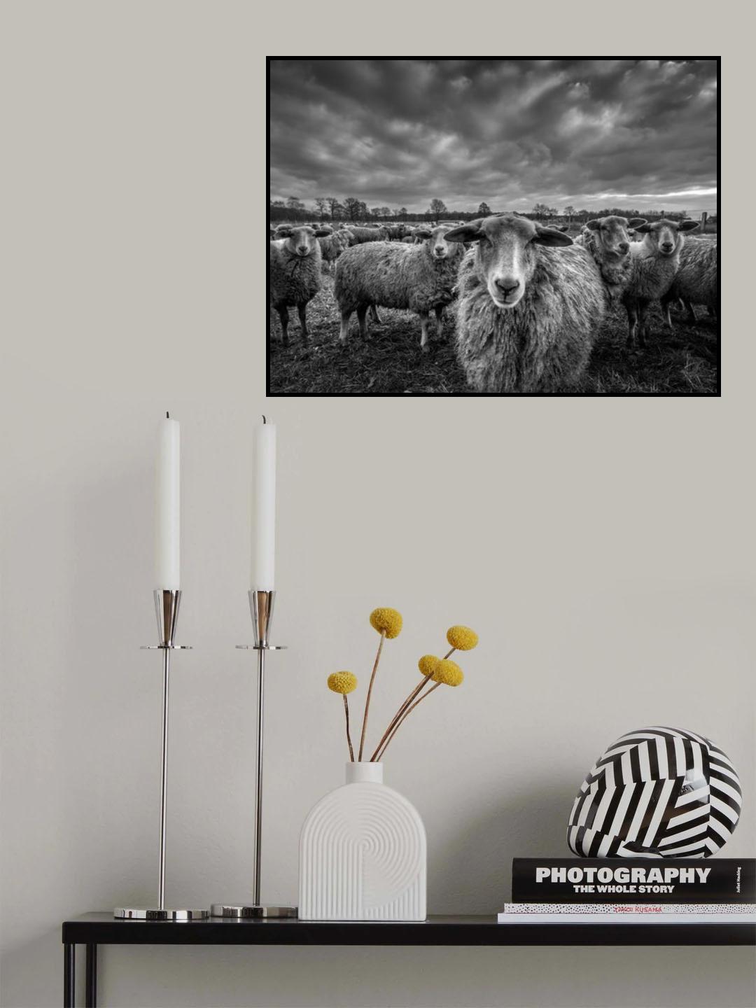 only sheep Poster och Canvastavla