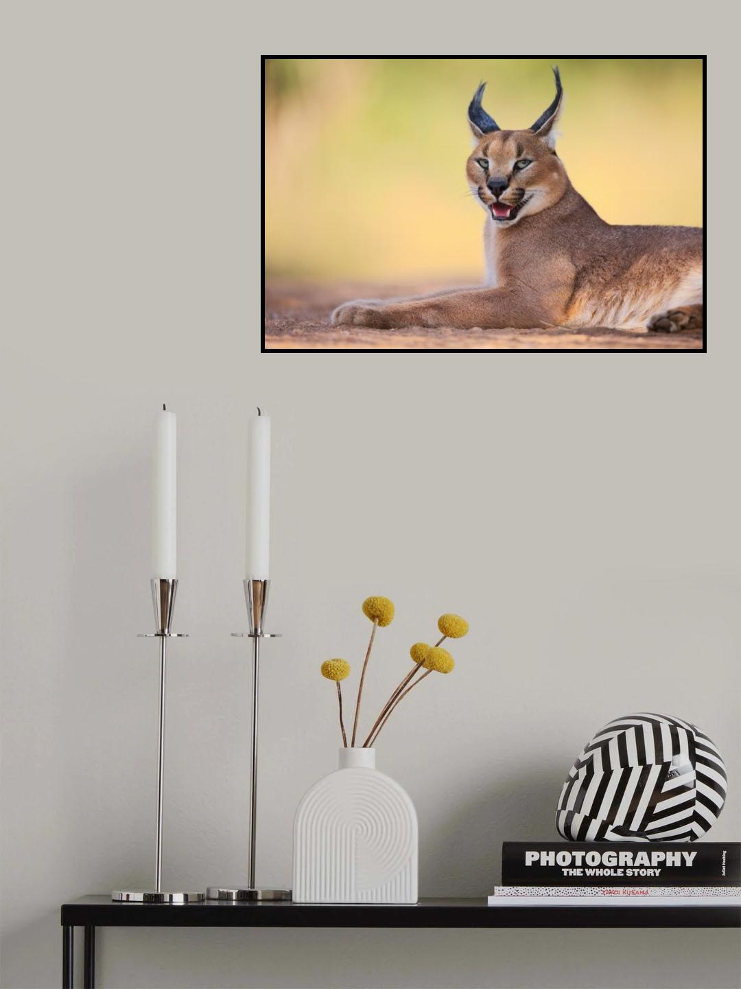 Caracal Poster och Canvastavla