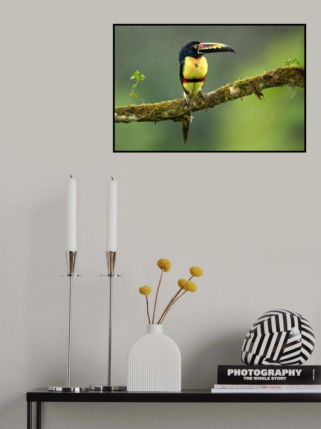 Collared Aracari Poster och Canvastavla