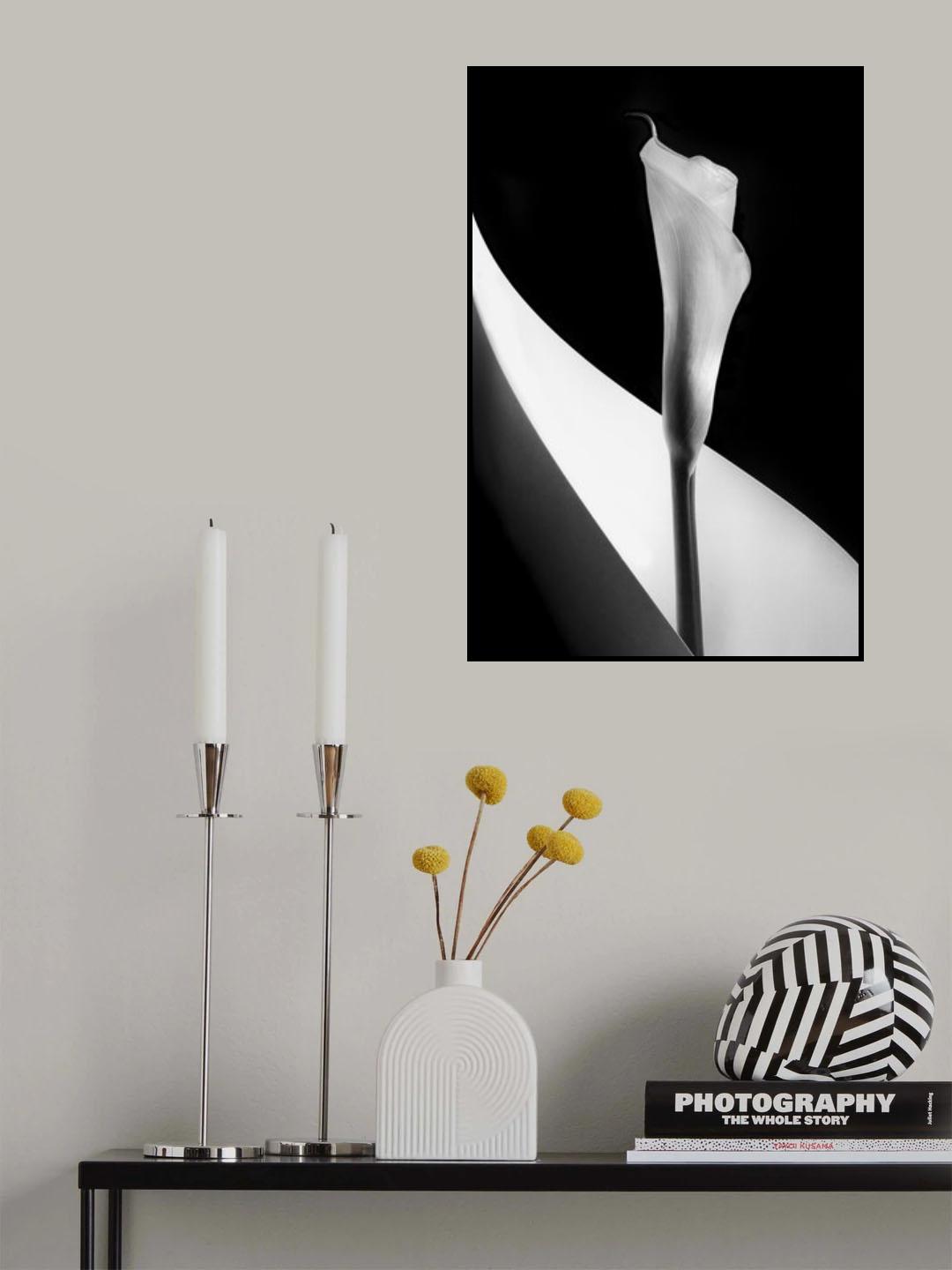 Calla lily Poster och Canvastavla