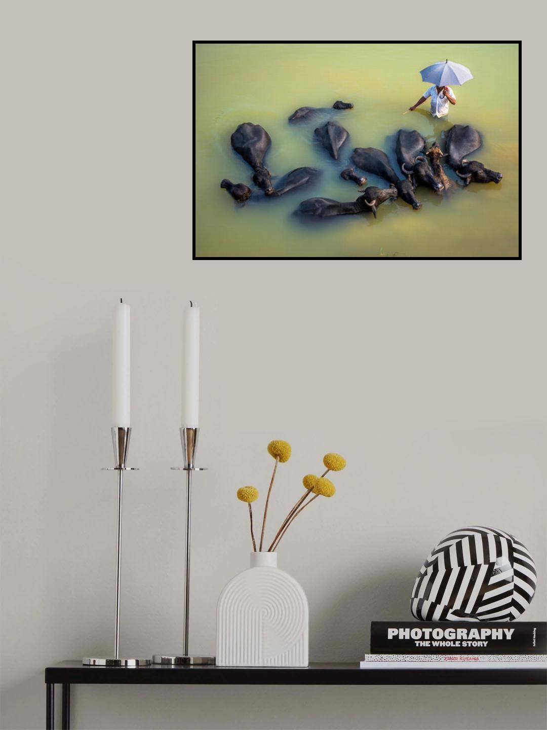 Life Of Buffalo Herder Poster och Canvastavla