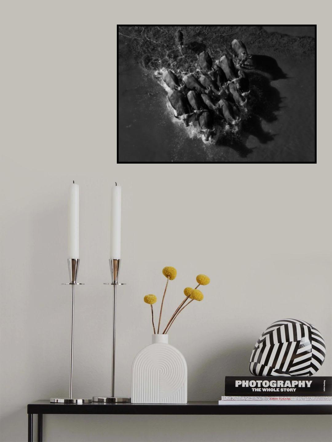 Buffalo Group Poster och Canvastavla