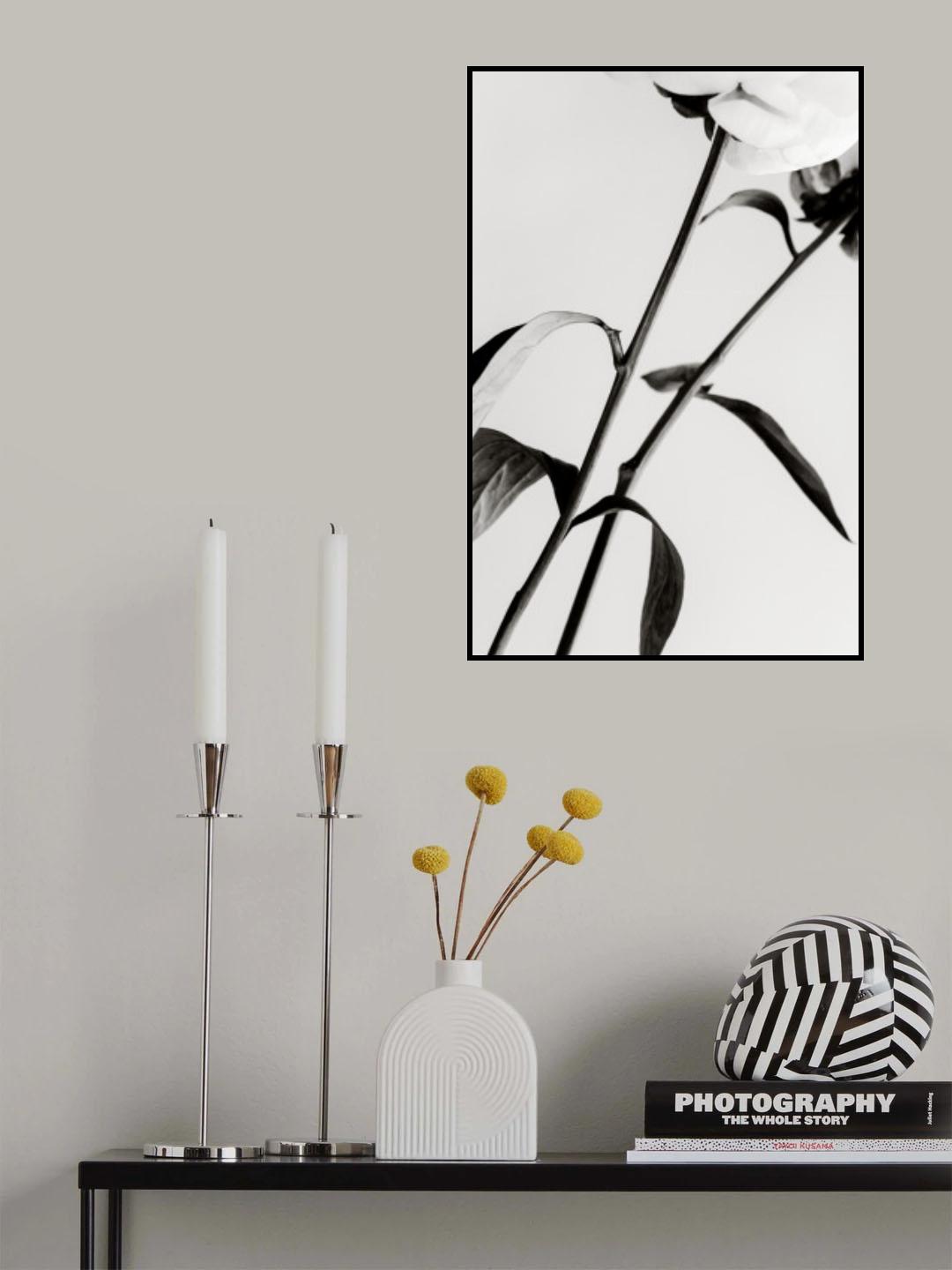 Peony 08 Poster och Canvastavla