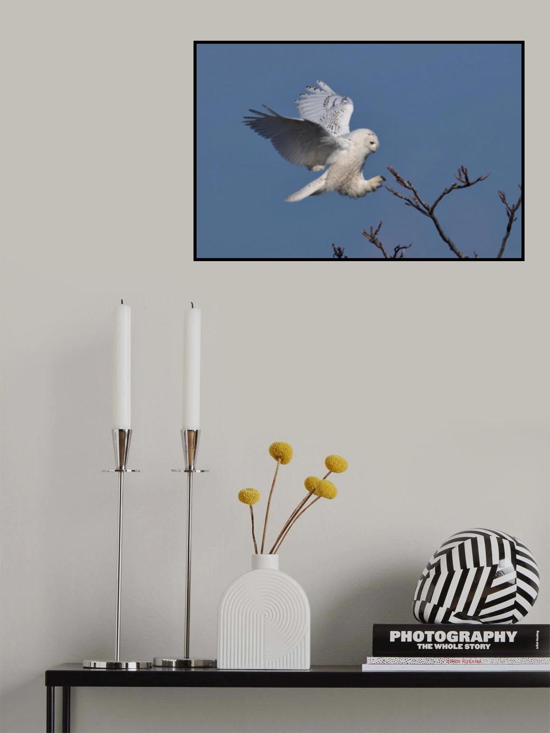 Snowy Owl Poster och Canvastavla