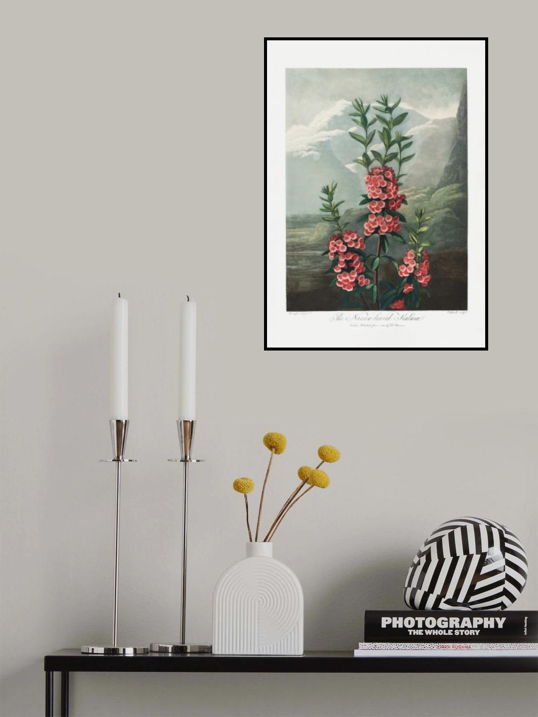 The Narrow–Leaved Kalmia from The Temple of Flora (1807) Poster och Canvastavla