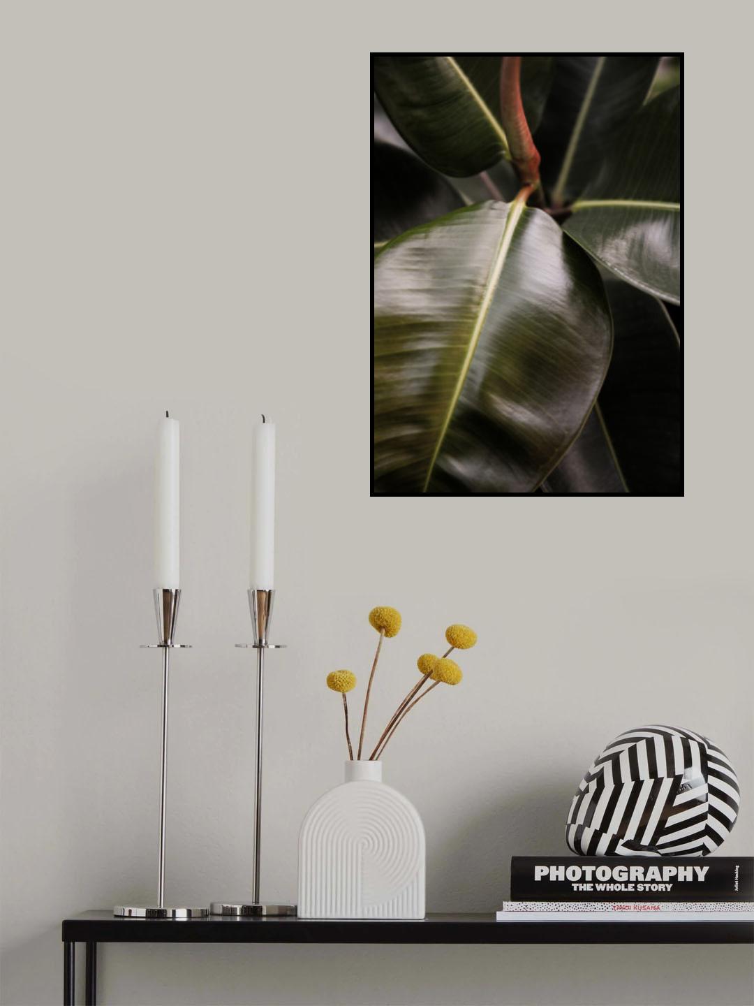 Ficus Bubu Poster och Canvastavla
