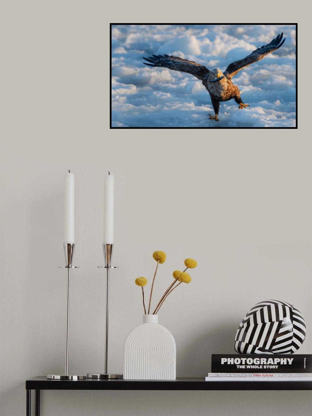 Tailed Sea Eagle Poster och Canvastavla