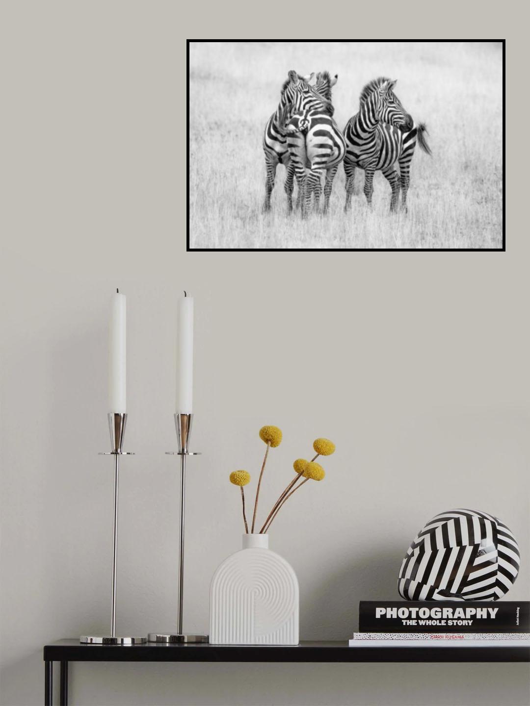 Zebras in monochrome Poster och Canvastavla