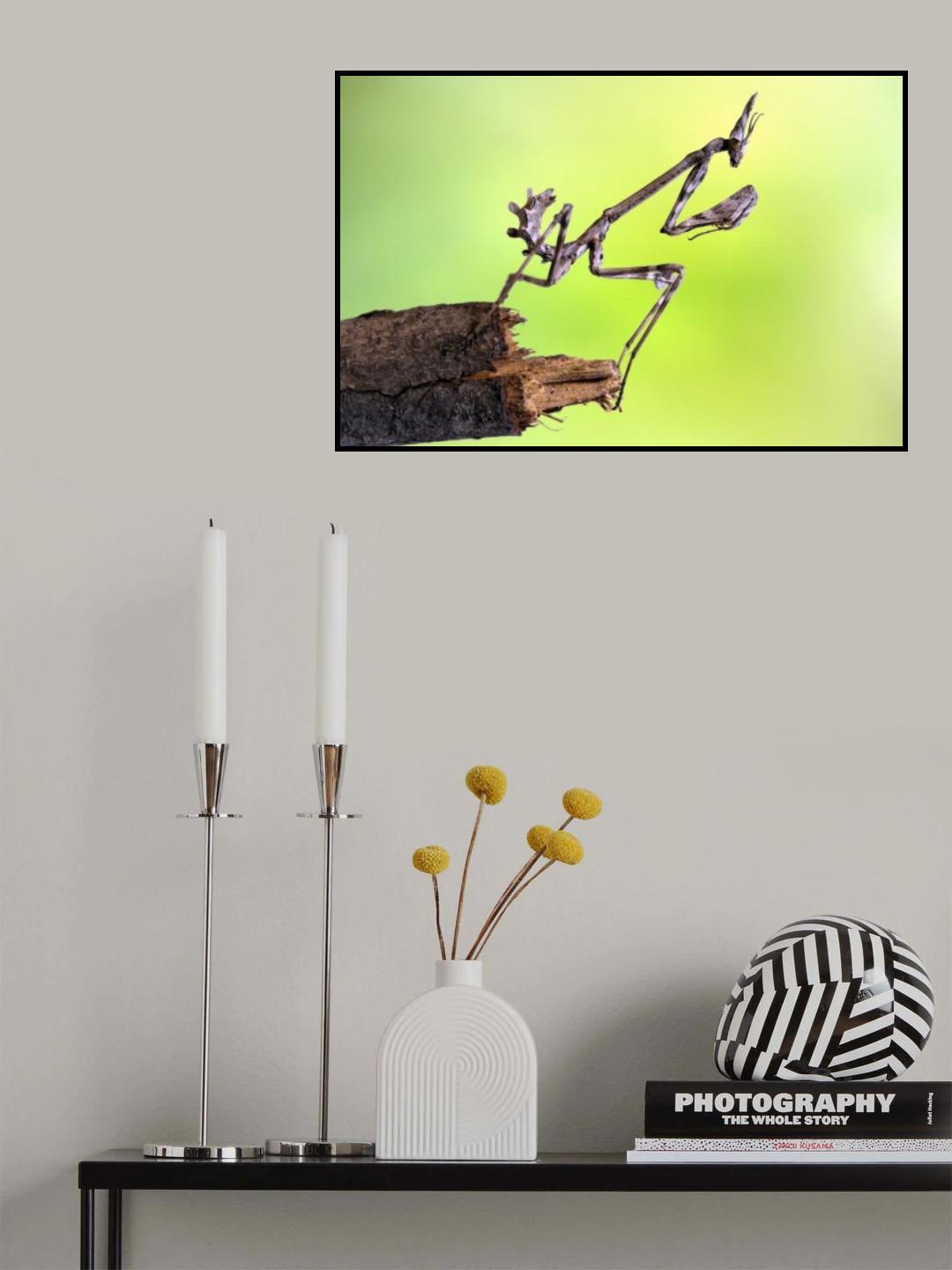 Empusa pennata-larva Poster och Canvastavla