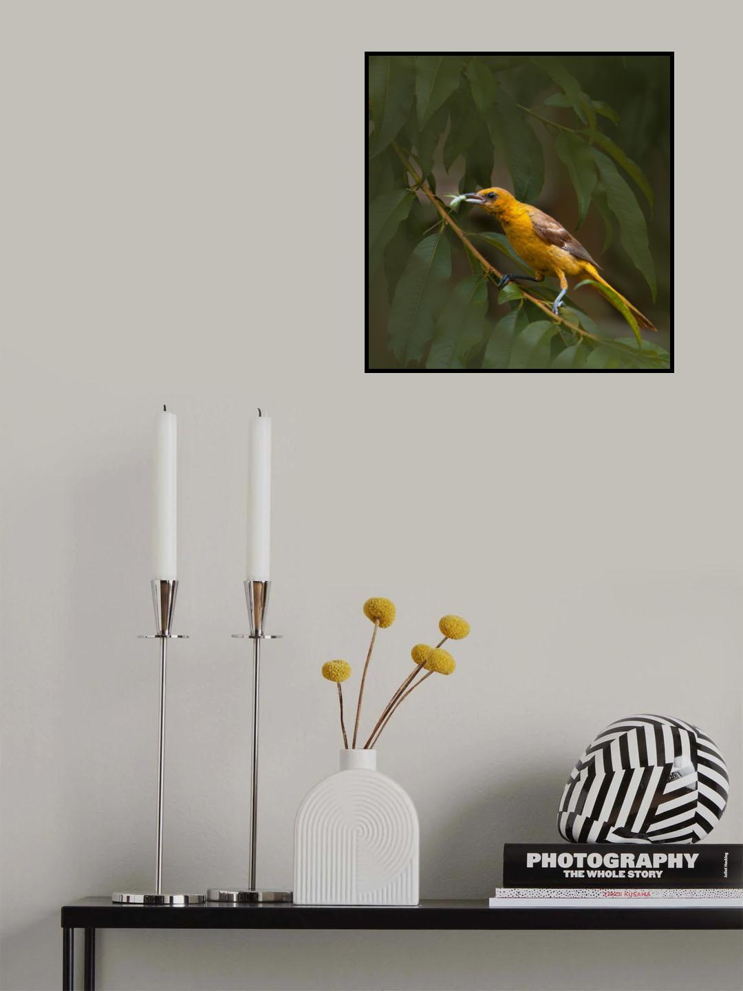 Oriole's snack-1 Poster och Canvastavla