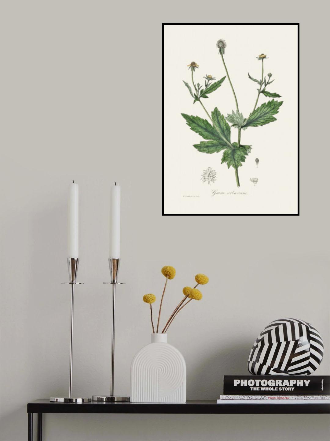 Wood Avens (geum Urbanum) Medical Botany Poster och Canvastavla