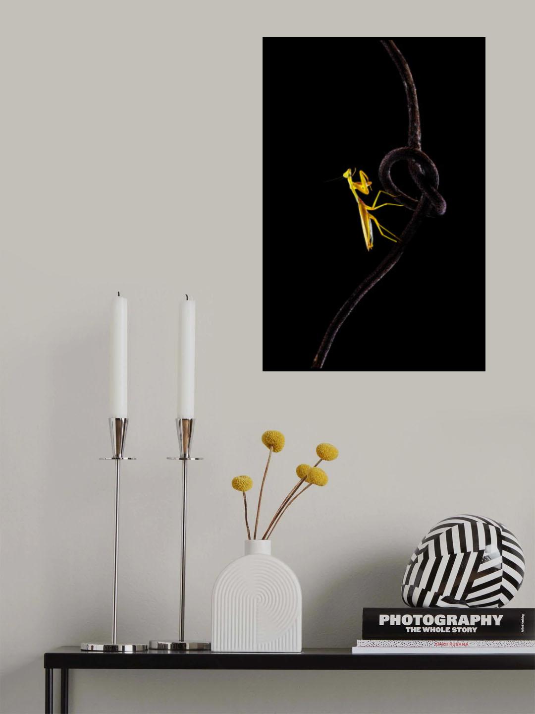 The Yellow Mantis Poster och Canvastavla